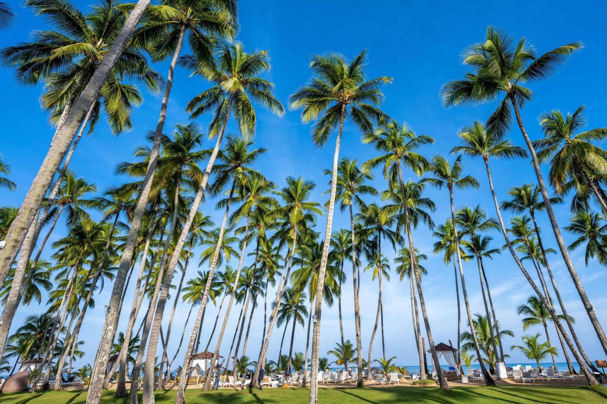 Viva V Samana By Wyndham, A Trademark Adults All Inclusive Лас-Терренас Екстер'єр фото Palm trees in Punta Cana