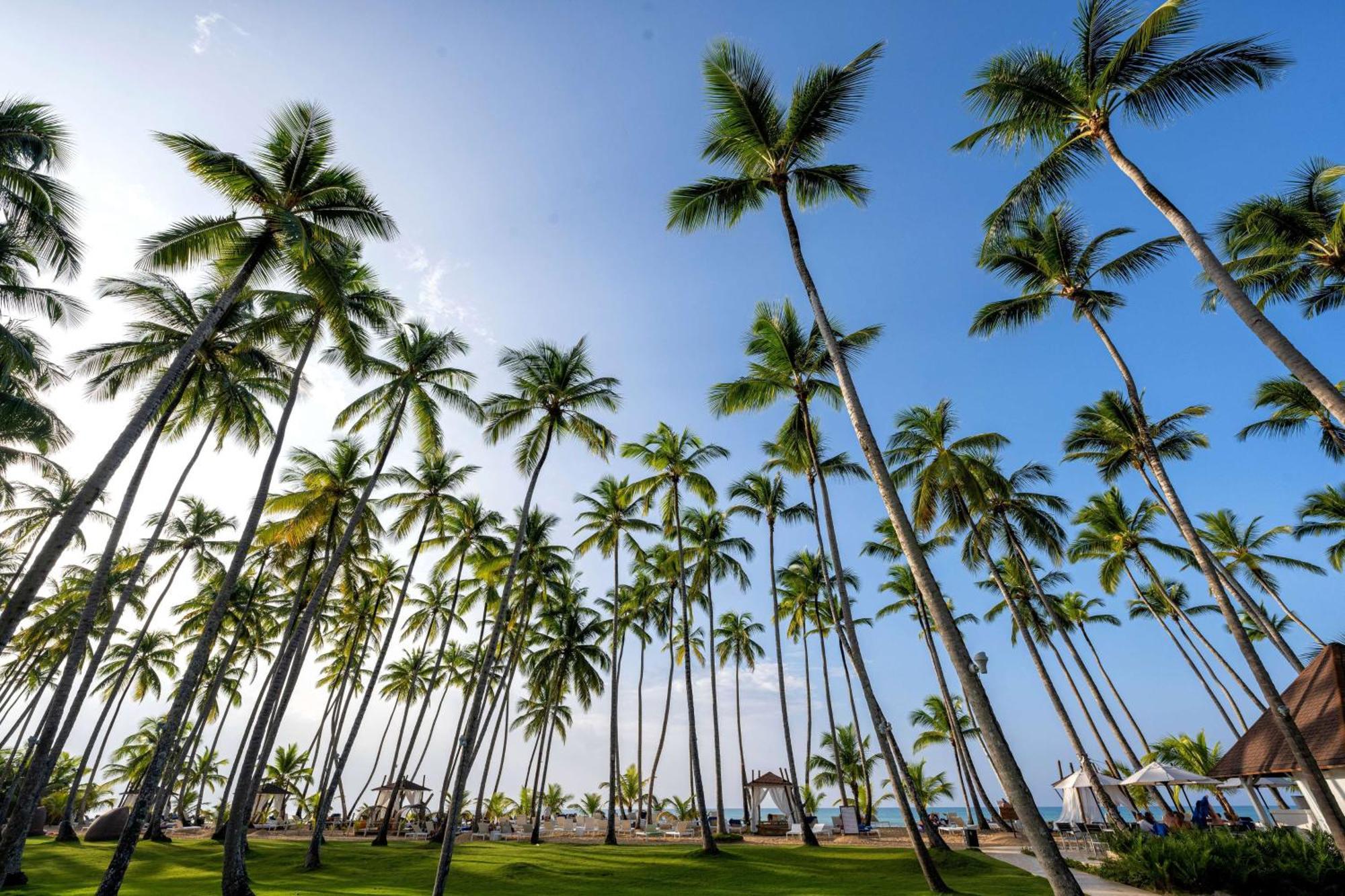 Viva V Samana By Wyndham, A Trademark Adults All Inclusive Лас-Терренас Екстер'єр фото Palm trees in Punta Cana